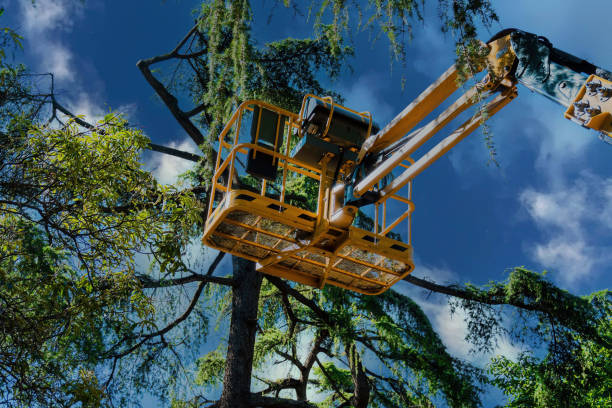 Best Arborist Consultation Services  in Salem Lakes, WI